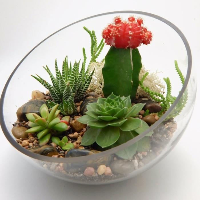 παχύφυτα σε γυάλινες πέτρες από terrarium