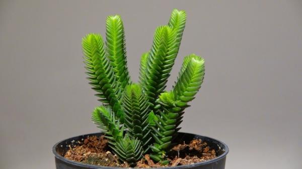 χυμώδη φυτά κήπο Crassula muscosa