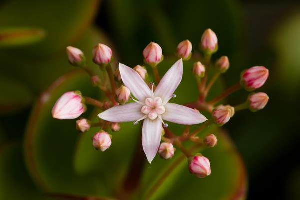 χυμώδη φυτά κήπο όμορφα λουλούδια crassula ovata