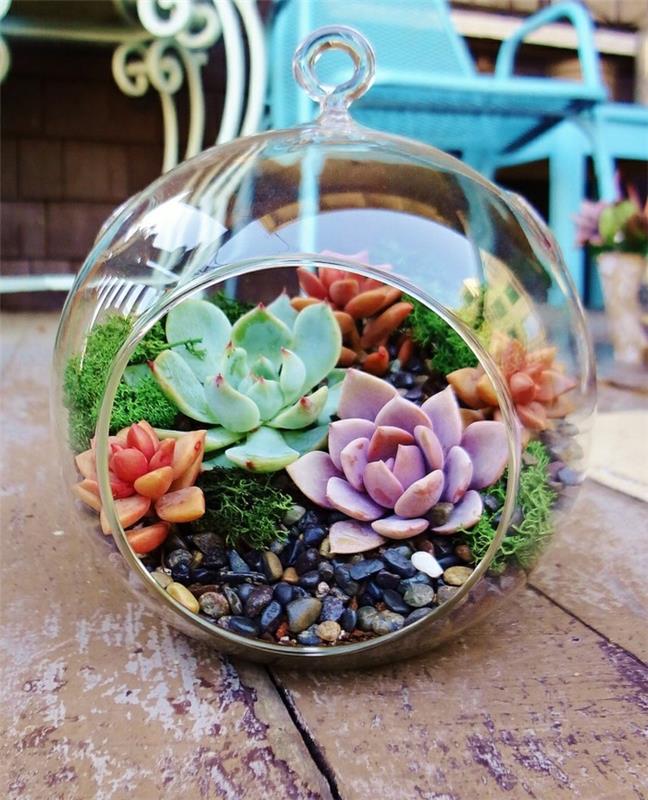 ζουμερά φυτά εσωτερικού χώρου deco terrarium κήπου