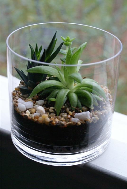 παχύφυτα φυτά εσωτερικού χώρου διακόσμηση παραθύρου diy terrarium