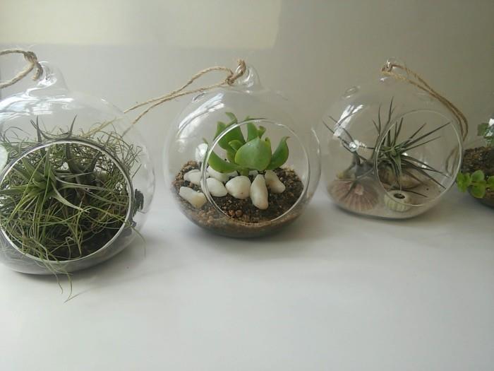 χυμώδη φυτά εσωτερικού χώρου ιδέες διακόσμησης γυαλιού