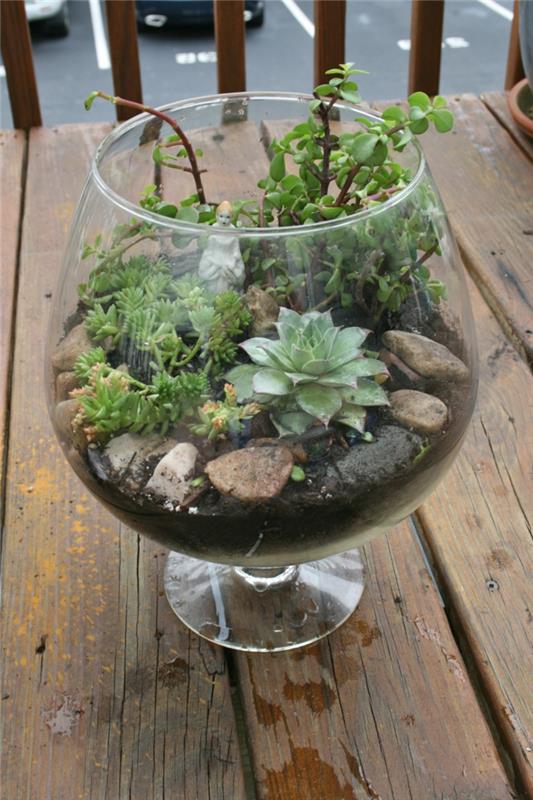 παχύφυτα φυτά εσωτερικού χώρου πέτρες terrarium γυαλί