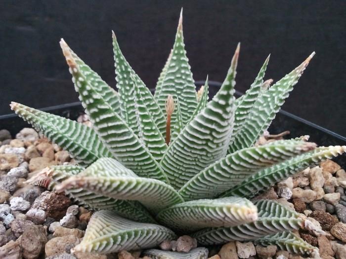 Χυμώδη είδη Ιδέες διακόσμησης γένους Haworthia για το σπίτι