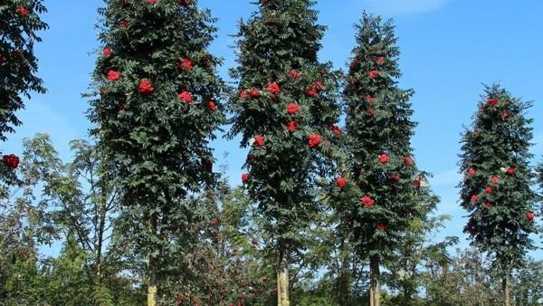 κολωνική στάχτη βουνού sorbus aucuparia fastigiata σπίτι δέντρο