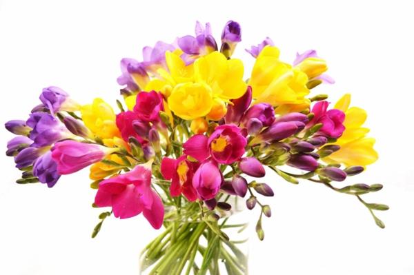 συμβολισμός λουλούδια φρέζια βάζο γυαλί
