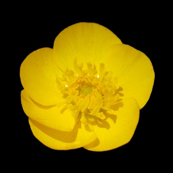 συμβολισμός λουλούδια κίτρινες ιδέες ranunculus deco