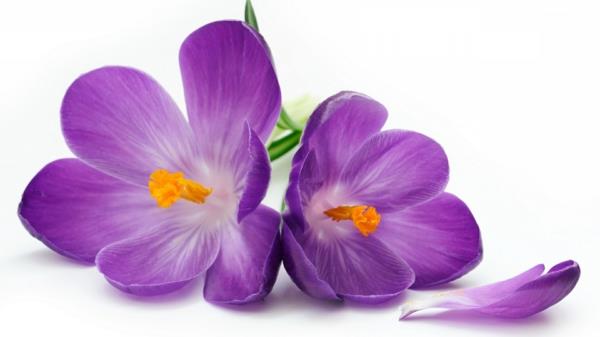 συμβολισμός λουλούδια μοβ κρόκος φυτά κήπου