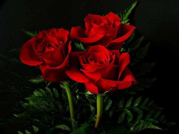 συμβολισμός λουλούδια κόκκινα τριαντάφυλλα καυτή αγάπη