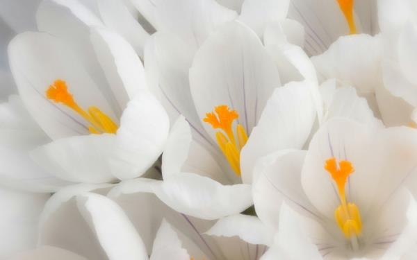 συμβολισμός λουλούδια ιδέες διακόσμησης λευκού κρόκου