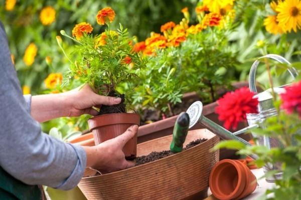 Μεταμόσχευση Tagetes στον καλλωπιστικό κήπο