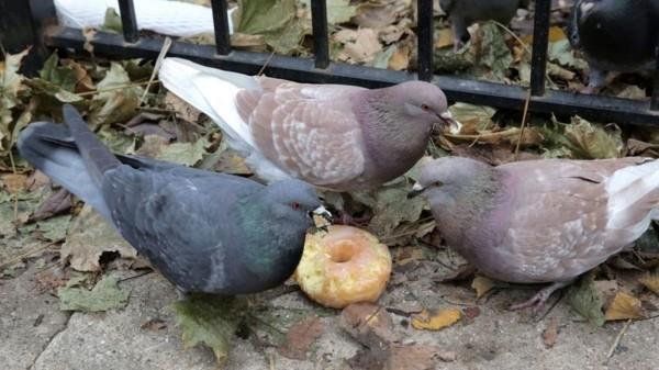 τα περιστέρια τρώνε ένα ντόνατ