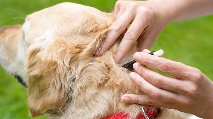 όλα τα φυσικά τσιμπούρια αιθέριων ελαίων απομακρύνουν την προστασία του σκύλου