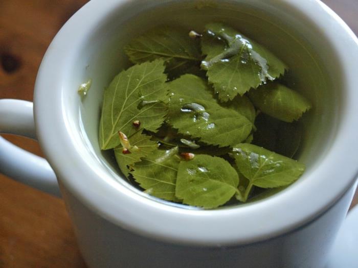 Ετοιμάστε τσάι υγιή βότανα τσαγιού σημύδας υγιεινά τρόφιμα
