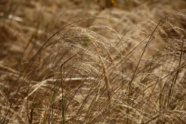 teff νάνος κεχρί παλιές ιστορικές ποικιλίες σιτηρών