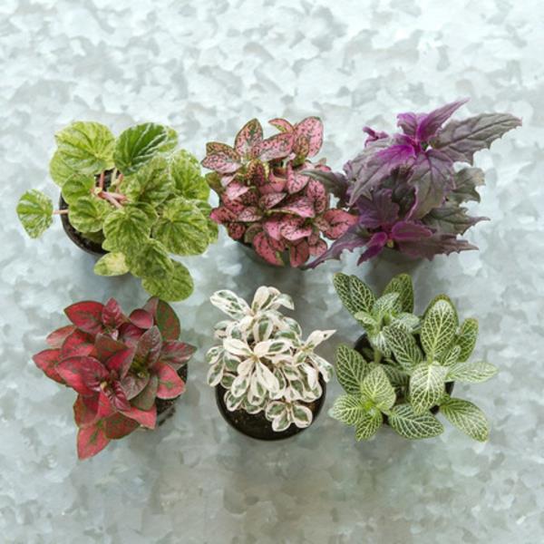 συλλογή φυτών ιδεών terrarium
