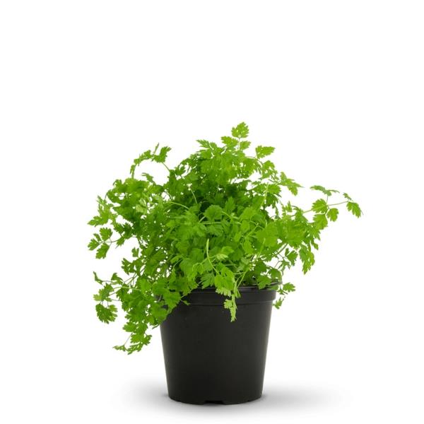 βεράντα μαγεία μπαχαρικών chervil