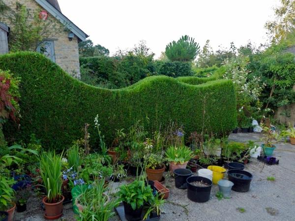 Κόψτε τον φράκτη thuja κομψά