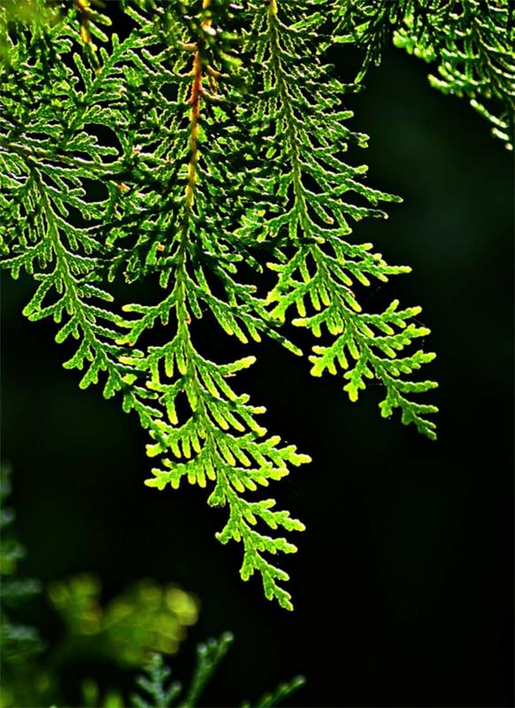 φυτό φράκτη thuja hedge evergrain
