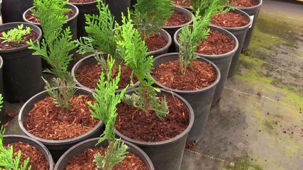thuja hedge νεαρά φυτά