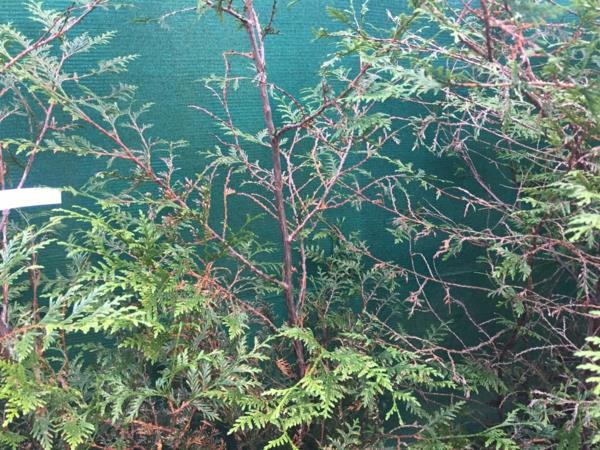 thuja hedge φαλακρά σημεία