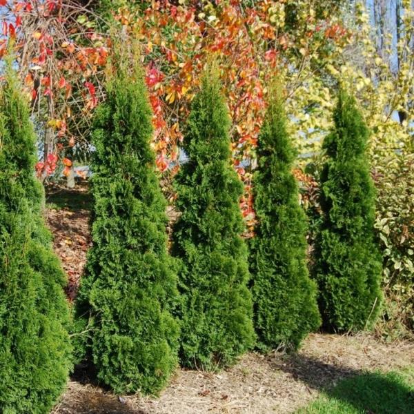 Διατηρήστε τον φράκτη thuja