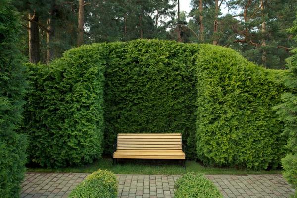 Διατηρήστε σωστά τον φράκτη thuja