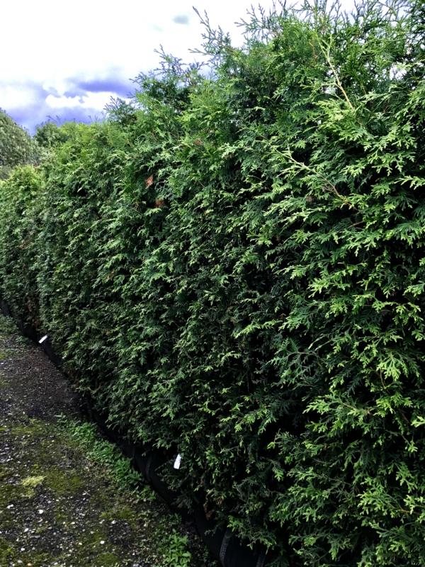 thuja hedge προστασία απορρήτου οθόνης σχεδιασμός κήπου ανεμοθραύστης