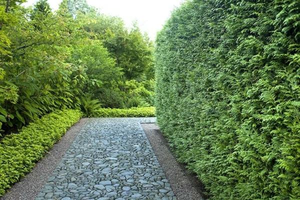 οθόνη απορρήτου thuja hedge
