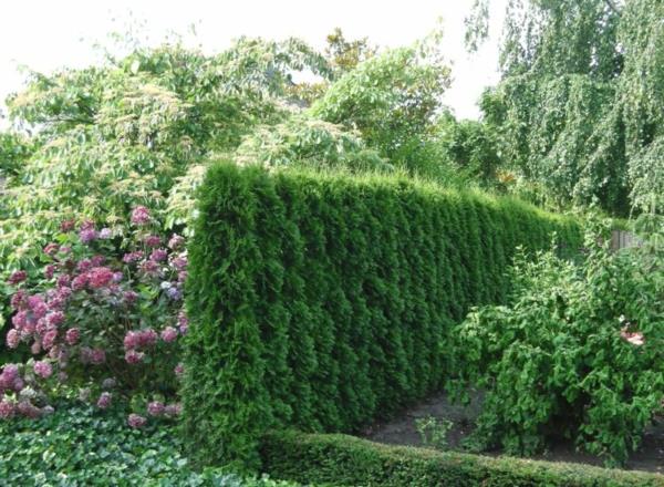 thuja hedge ποικιλία σμαράγδι