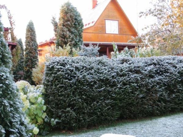 thuja hedge tips σχεδιασμός κήπου
