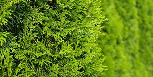 thuja hedge tips