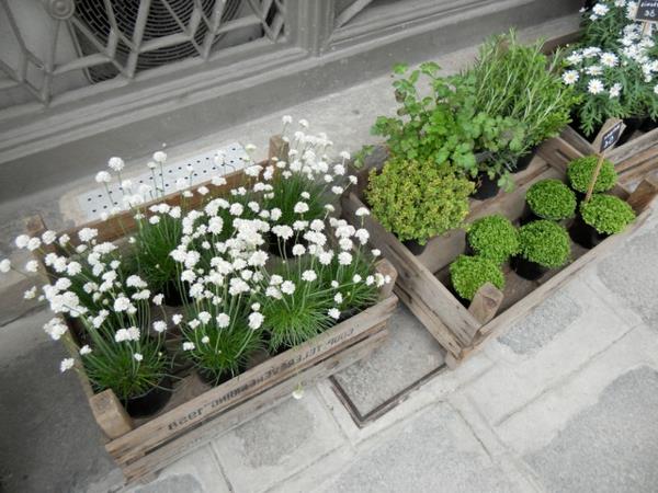 Θυμάρι στον κήπο μαγειρικά βότανα σε ξύλινα κουτιά
