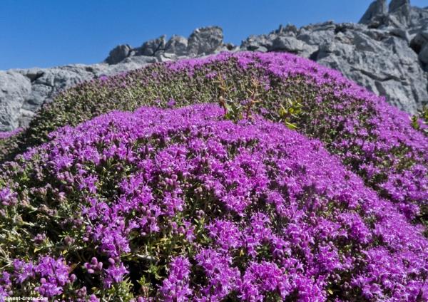 θυμάρι φροντίδα βουνά φυτό μοβ