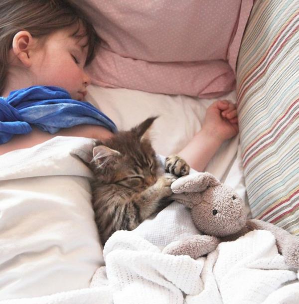 ζώα με τη βοήθεια παιδαγωγικών ζώων ως θεραπεία θεραπείας ζώων γάτας