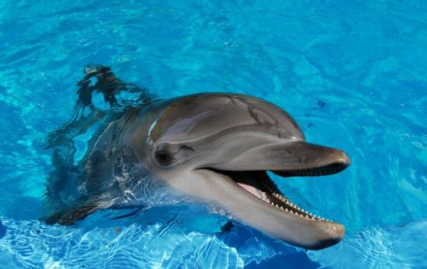 ζώα με τη βοήθεια ζώων θεραπείας ως θεραπεία δελφινιών