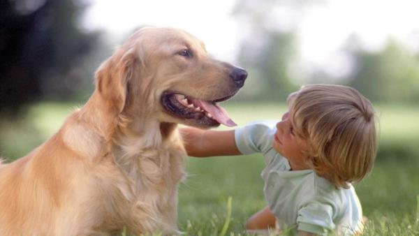 ζωοθεραπεία σκύλος ζώα θεραπείας με βοήθεια ζώων ως θεραπεία