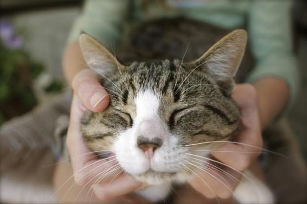 θεραπεία ζώων γάτα βοηθούμενη θεραπεία παιδιών και ζώων