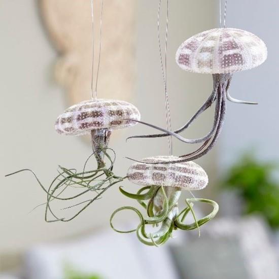 tillandsia χταπόδι τσιμπούρι με περίβλημα αχινού