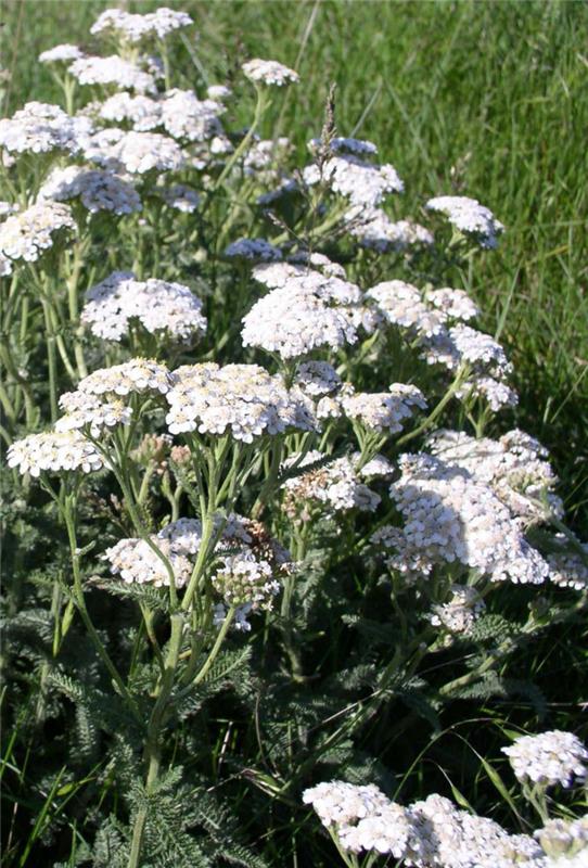 συμβουλές για όμορφο δέρμα βότανα achillea millefolium