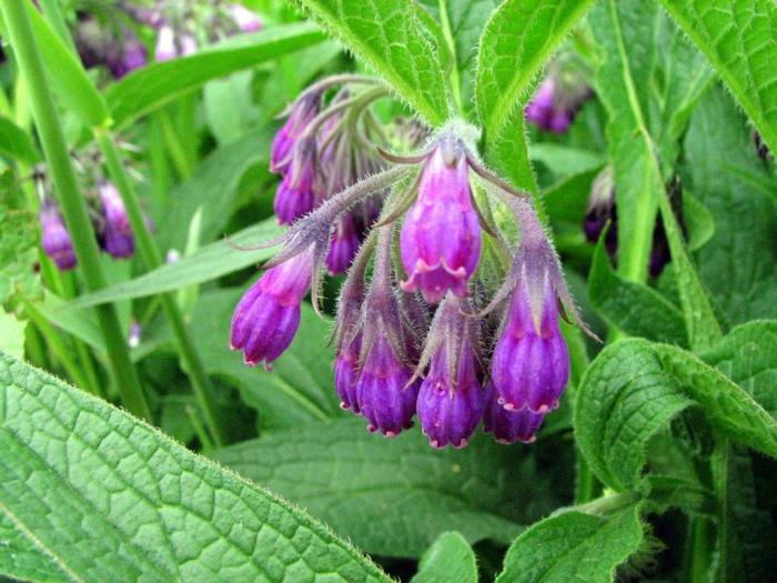 συμβουλές για όμορφο δέρμα comfrey βότανα