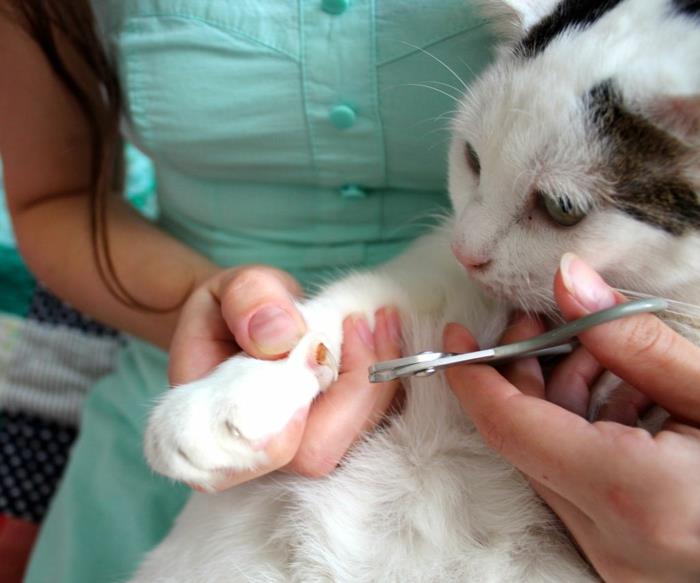 Συμβουλές για να αυξήσετε τη στάση των γατών με τα νύχια με τις οικιακές γάτες