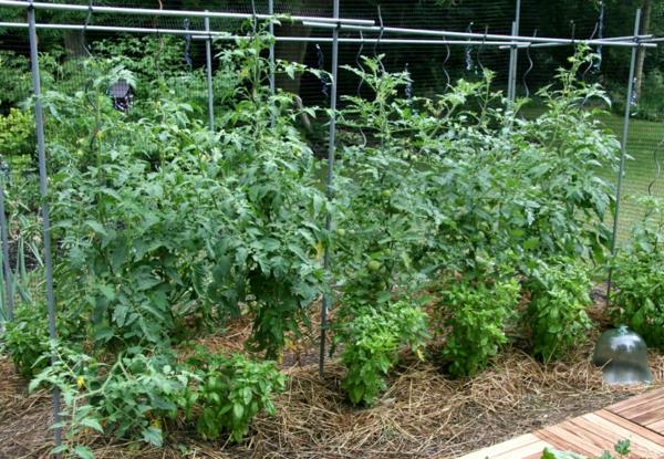 ντομάτες φυτά κήπου κηπουρική κηπουρική
