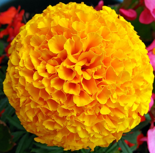 „Marigold And Masoor Dal“ veido paketas