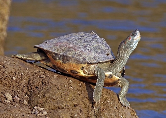Hindistan'daki kaplumbağa türleri