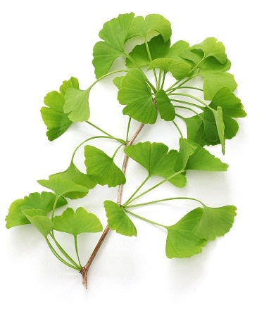 Gingko Biloba