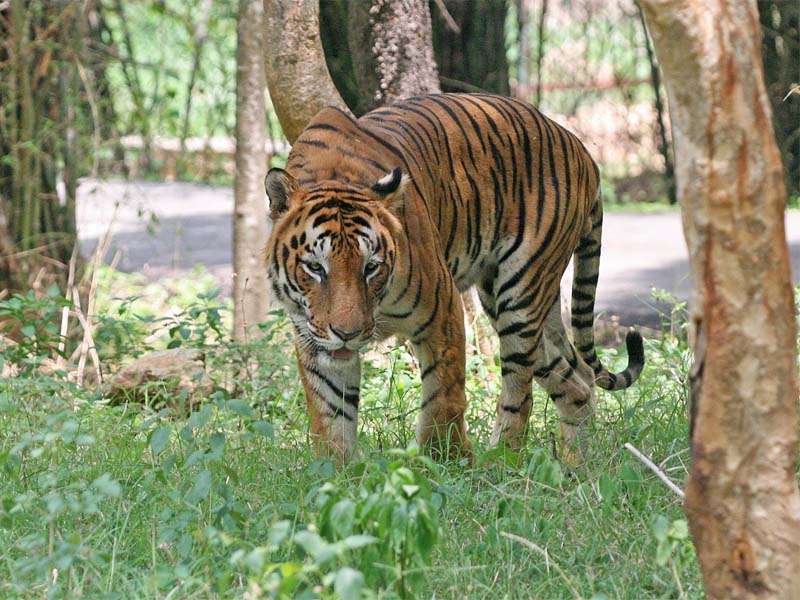 Tigro rezervai Indijoje