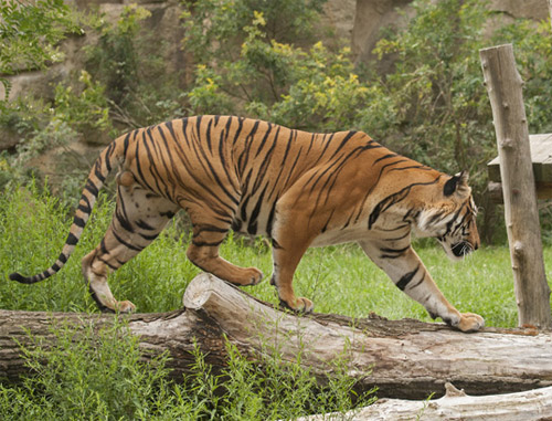 Nagarhole Ulusal Parkı