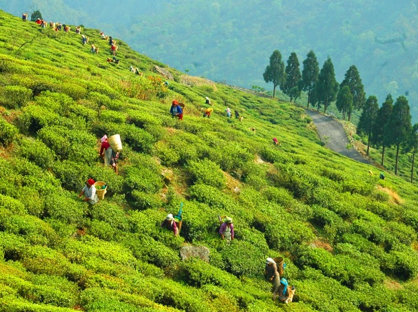mutlu-vadi-çay-garden_darjeeling-turist-yerler