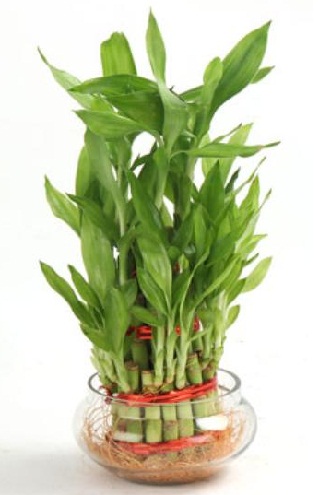 Üç katmanlı Bambu Bitki Doğum Günü Hediyeleri